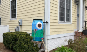 A painted rain barrel connected to a downspout.