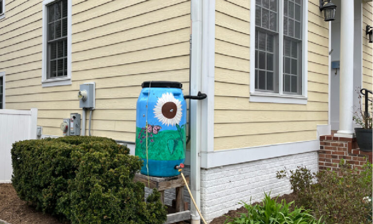 A painted rain barrel connected to a downspout.