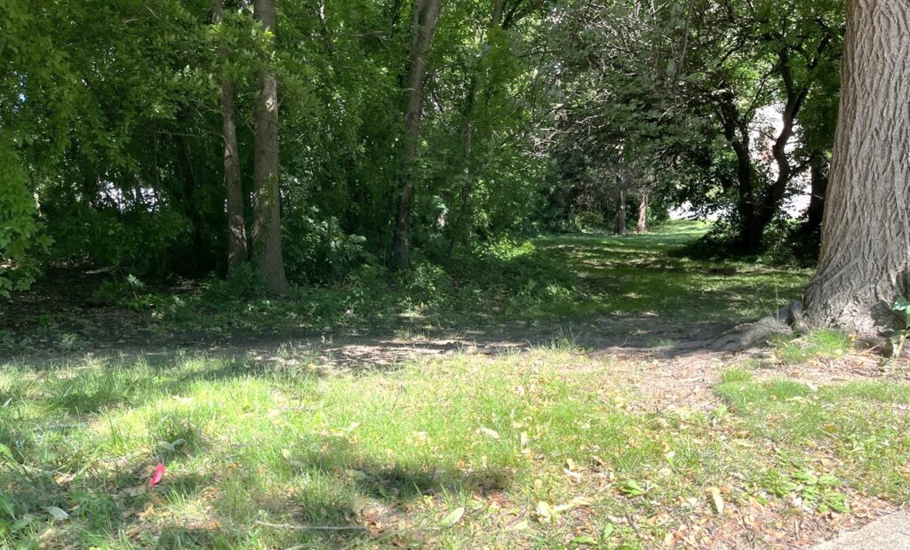 Photo of wooded area on the Maple and Annandale site.