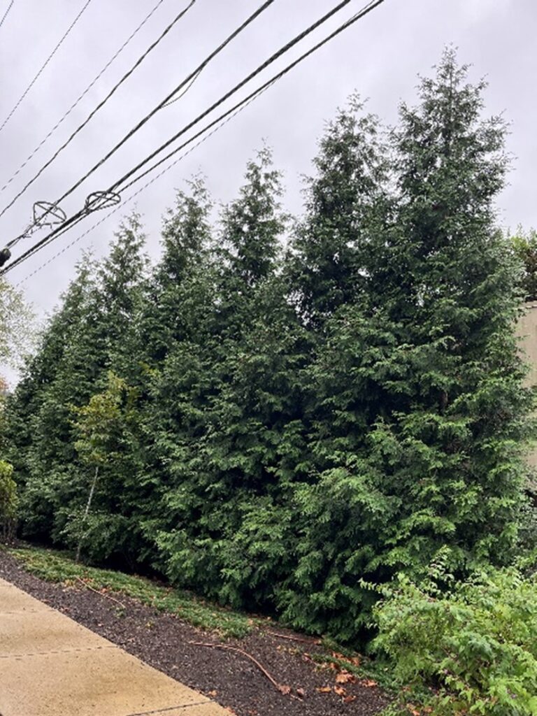 Photo of Thuja Occidentalis or White Cedars to be planted at the Lee Park Townhomes